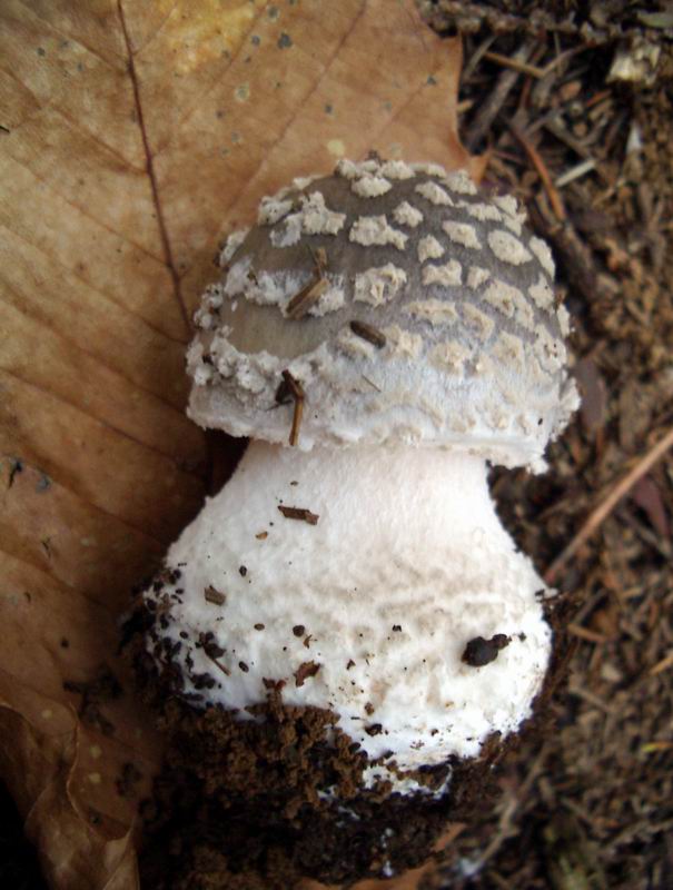 amanita sp.